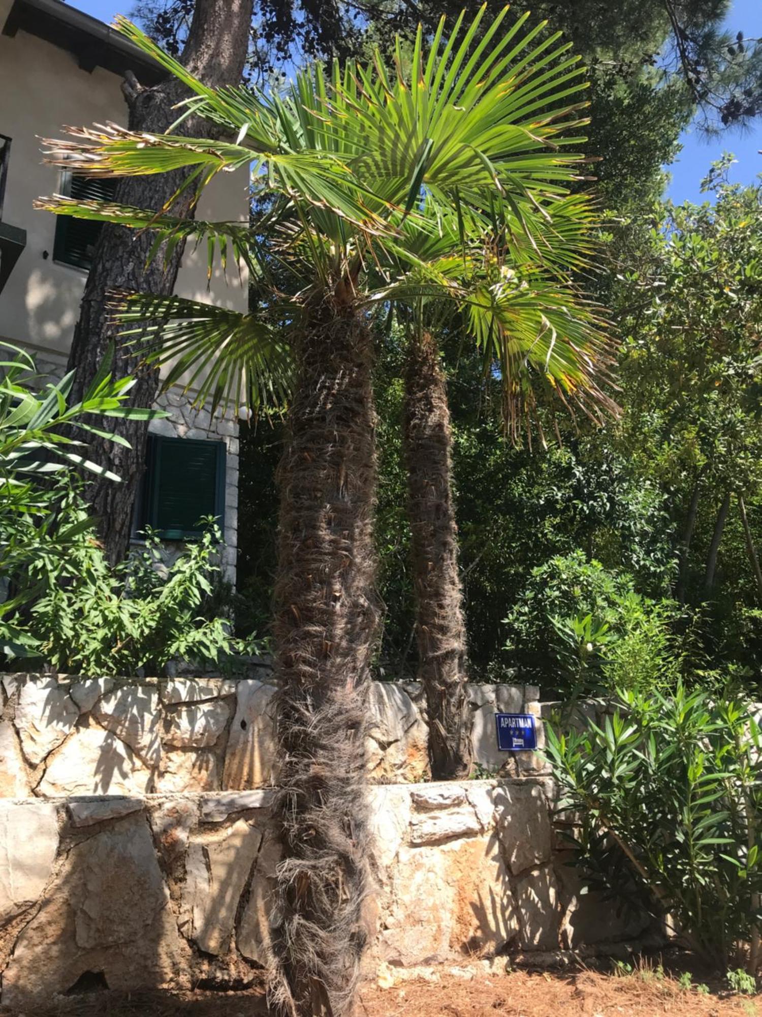 Apartment Sunshine Mali Losinj Exterior photo